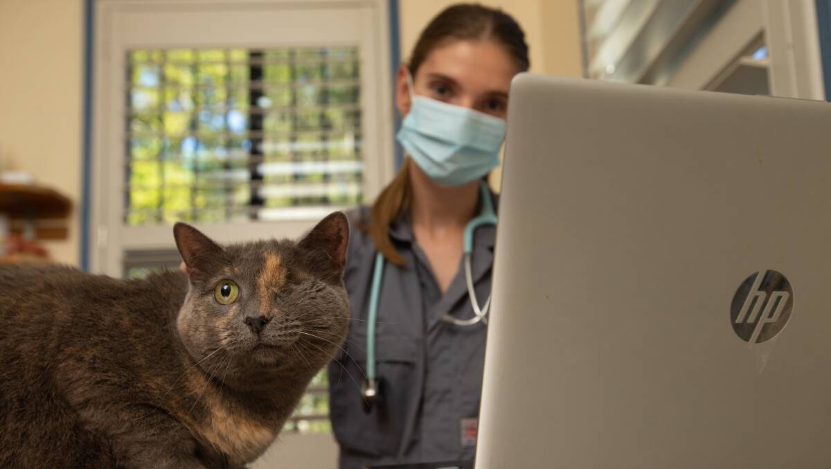 Even vets like Dr Sara Lah used telehealth during COVID lockdowns. Picture by Marina Neil