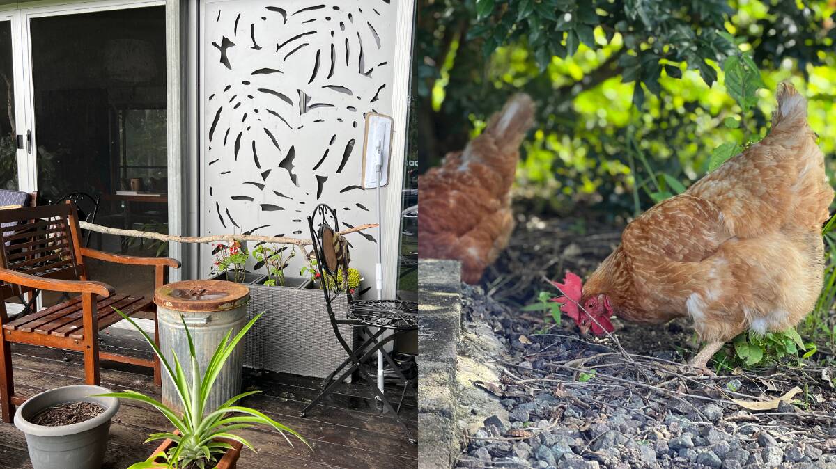 Mrs Clarke said the chickens (right) are now happy roaming the non-flooded parts of the backyard and have begun to lay eggs again in a makeshift chicken coop (left) with a perch and hay on their verandah. Photos: Laura Clarke.