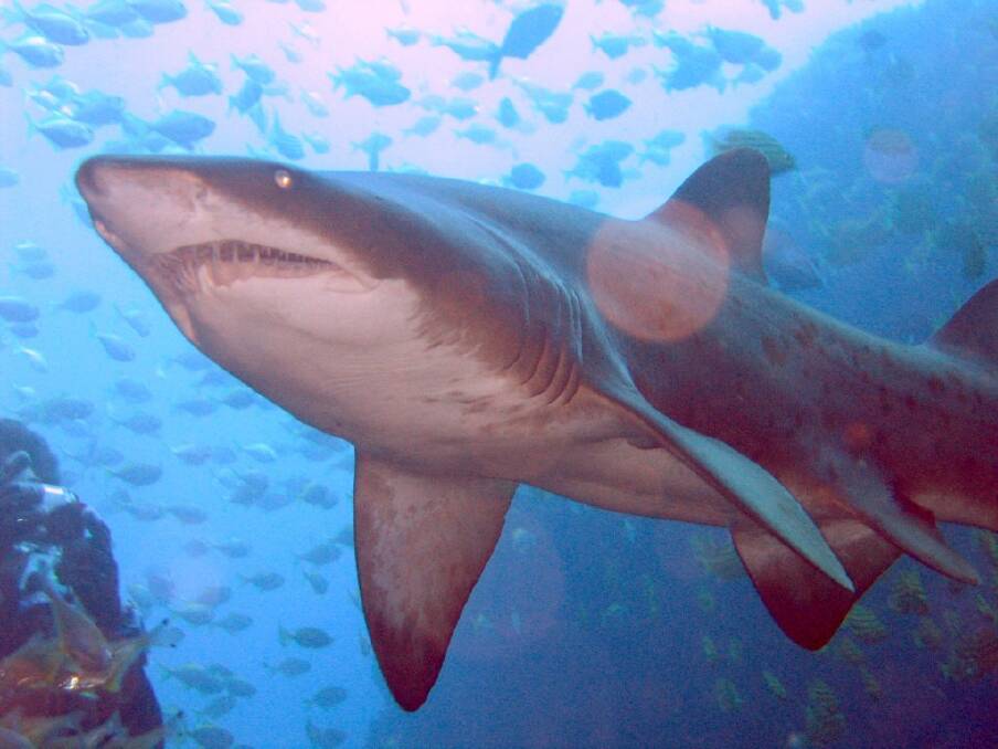 A grey nurse shark at South West Rocks, NSW. Photo credit: Richard Ling via Wikimedia Commons. 