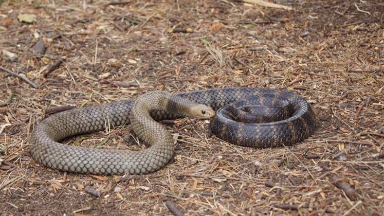 Spring is the eastern brown snake's most active time of year. Photo: Justin 'Bill' Lantry