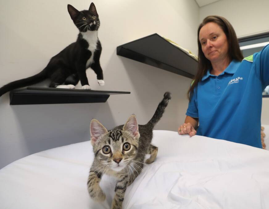 Influx: RSPCA Illawarra manager Janelle Kalkan with some of the cats that recently arrived at the shelter. Picture: Robert Peet