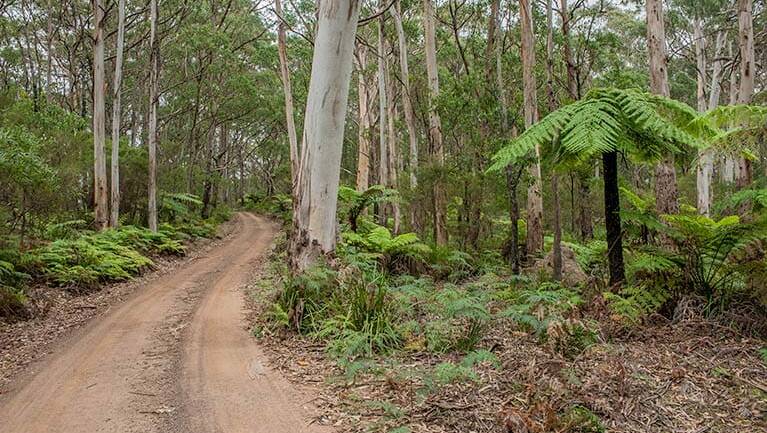 Scenic highlands: Budderoo Track is a 24-kilometre return trail. Picture: NSW National Parks and Wildlife Service/Michael Van Ewijk