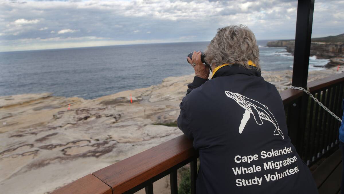 Whale of a time: Whale watching can be done from shore for free. Picture: John Veage