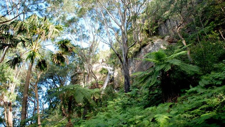 Fern path: Forest views await you in Illawarra Escarpment State Conservation Area. Picture: National Parks & Wildlife Service/Jamie Erskine