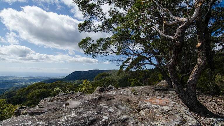 Bird life: You might spot threatened bird species and echidnas during this walk to Illawarra lookout. Picture: National Parks & Wildlife Service/John Spencer