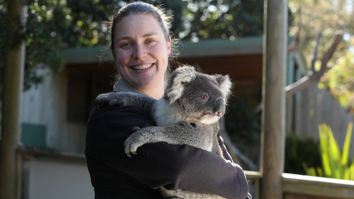 Cuddly creatures: Symbio Wildlife Park zookeeper Rhian Brooks with Johnny the koala. Picture: Robert Peet