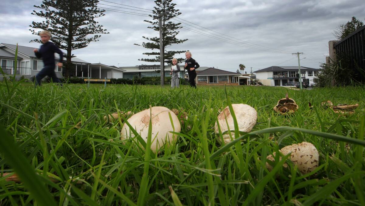 Pretty but dangerous: Wild mushrooms have been popping up all over the Illawarra. 
