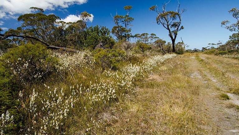 Heathland setting: Cooks Nose walking track takes you to the escarpment overlooking Kangaroo Valley. Picture: NSW National Parks & Wildlife Service/John Spencer