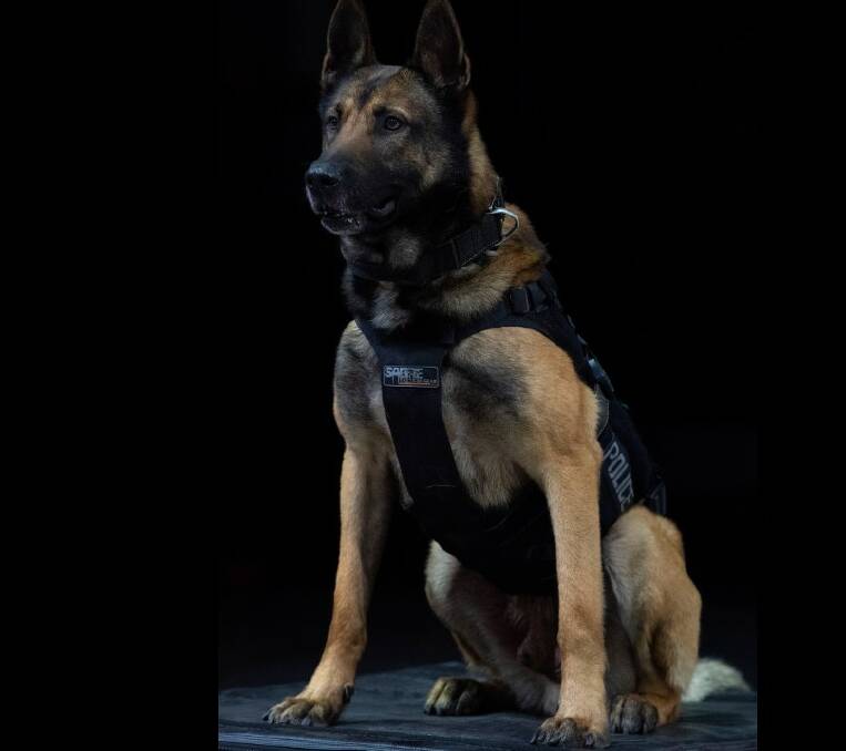 Police Dog Dravec, who was based in the Wollongong/Illawarra/South Coast regions for much of his career, has died. Picture: Facebook/NSW Police Force