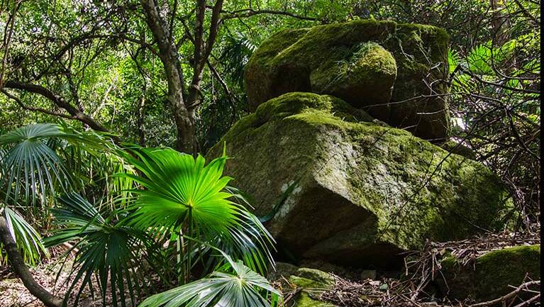Forest life: The Illawarra Escarpment State Conservation Area was millions of years in the making. Picture: NSW National Parks & Wildlife Service/John Spencer