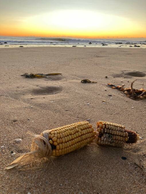 Corn washed up on a Gerringong beach. Picture:Anne O'Connor