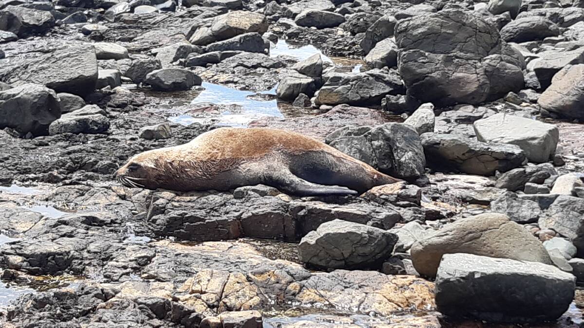 A seal 'hauled out' at Shellharbour. Picture:Supplied