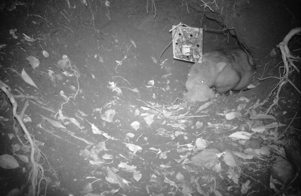 A wombat about to pass a burrow flap with mange treatment. Picture:Supplied