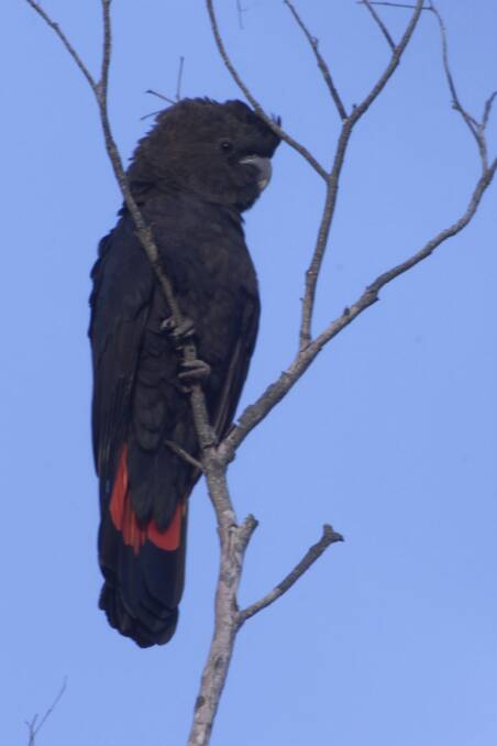The Glossy Black cockatoo in the South Coast National Park, Meroo near Ulladulla. Picture:Mike Bowers.