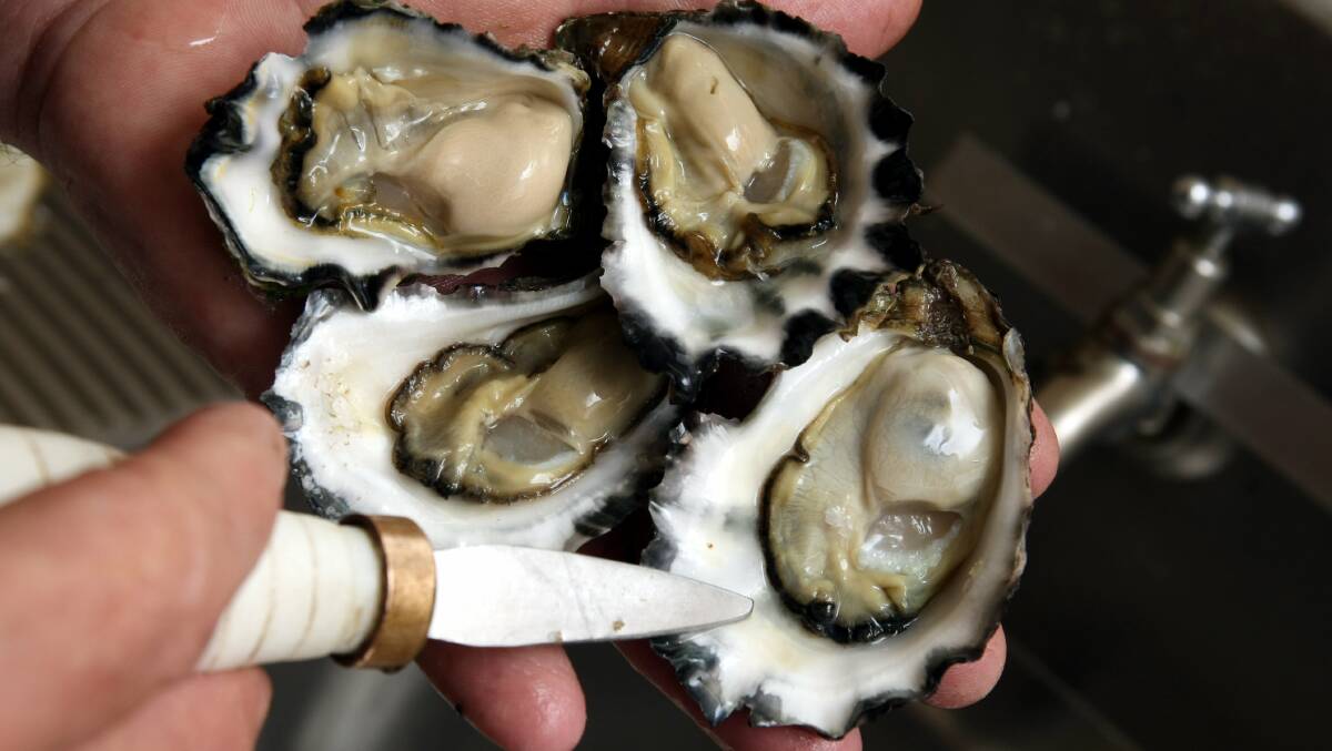 Shoalhaven oyster farmers are watching and waiting, as heavy rain and flooding puts a hold on harvesting. Photo: shucking Jim Wild Oysters, grown at Greenwell Point.