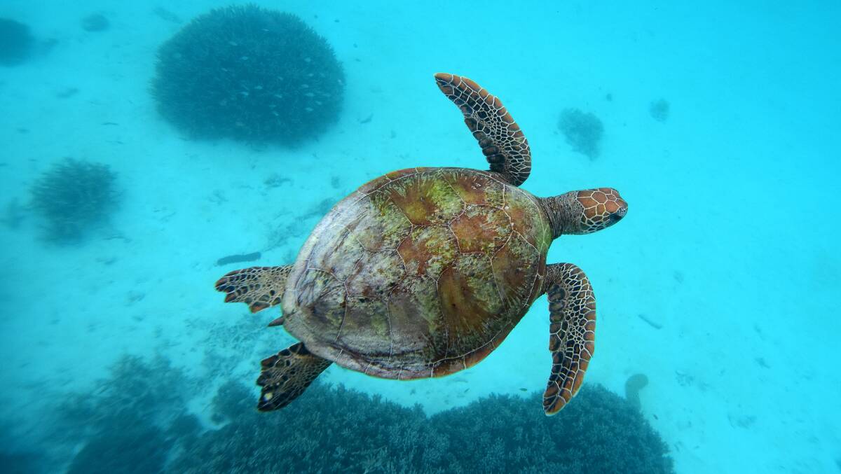 A sea turtle on Heron Island. 