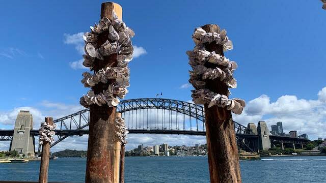 South Coast oysters shelling out for Opera House showcase