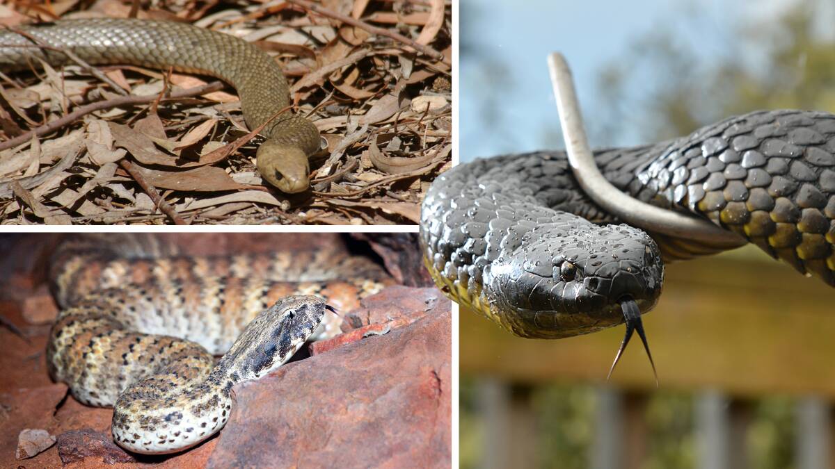 Brown snake picture by Greg Totman, tiger snake picture by Brodie Weeding, Death Adder snake picture from Unsplash.