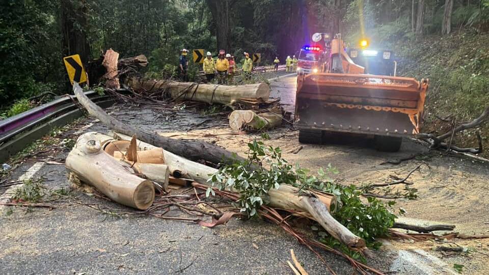 Fallen tree at Macquarie Pass yesterday. Picture by NSW SES Shellharbour City Unit.