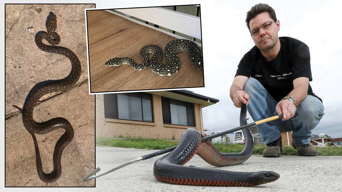 Illawarra Snake Catcher Glen Peacock with supplied pictures of snakes spotted by Illawarra residents. Main picture by Adam McLean