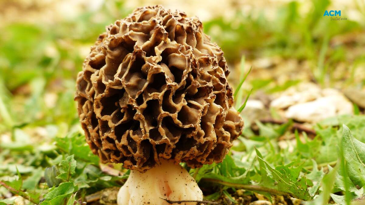 Morel mushroom. Picture via Canva