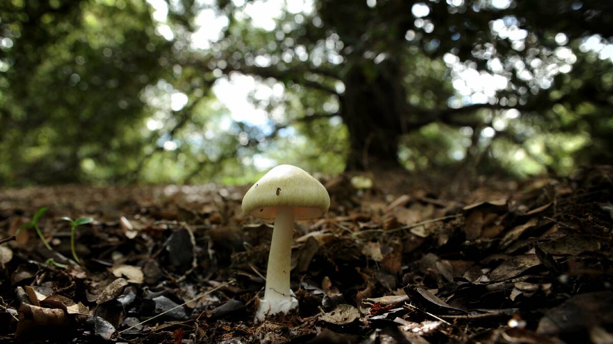 Death Cap mushroom growing under a Oak tree in Bass Garden, Canberra. Picture by Marina Neil
