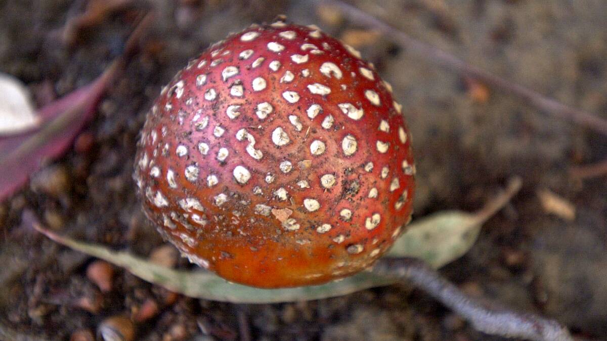 Red-capped poisonous mushroom. Picture by Richard Briggs 