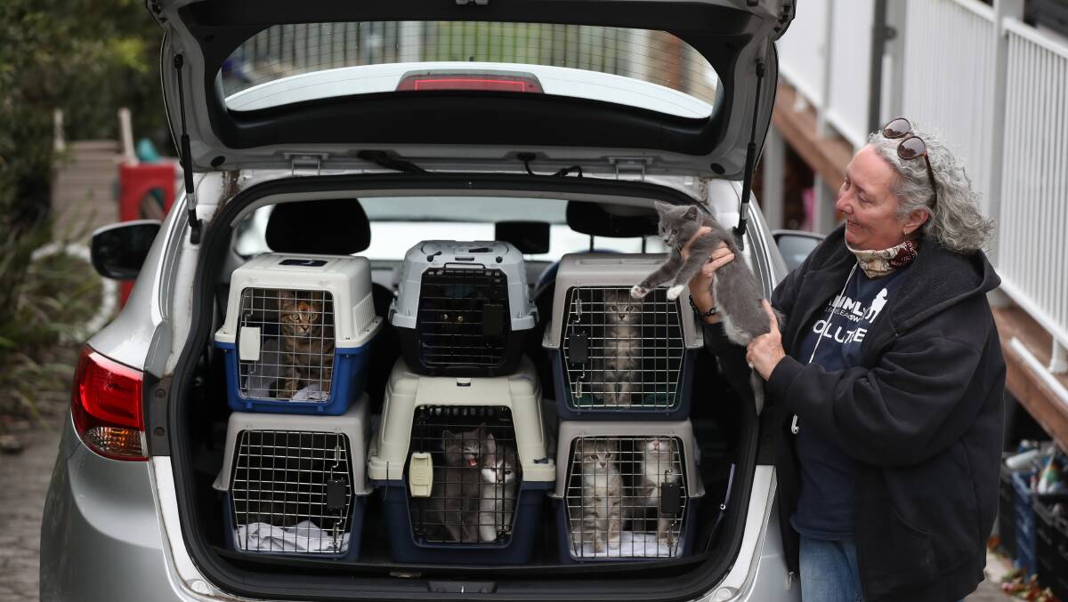 Donna Ashelford with a car full of cats on July 28. 2021. Picture by Robert Peet