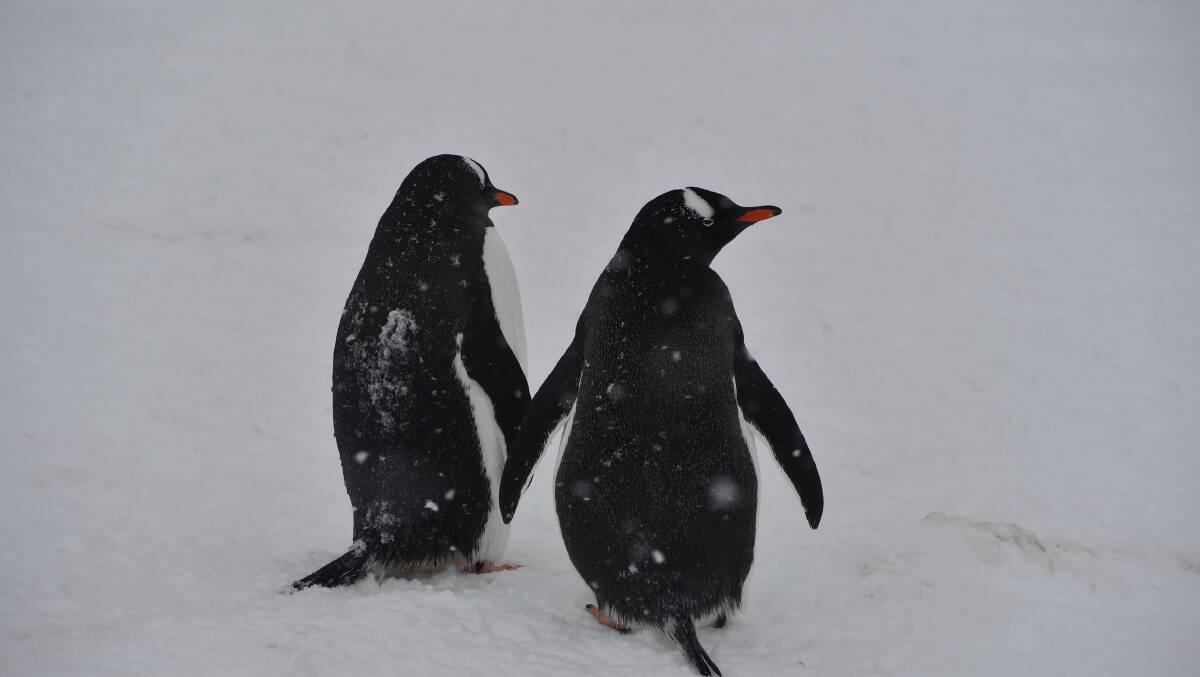 Two penguins in Antarctica. Picture supplied by Dr Tamantha Stutchbury
