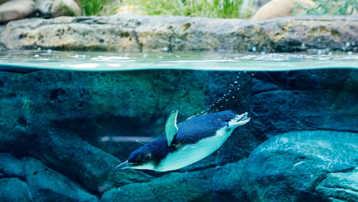A little penguin at Symbio Wildlife Park, pictured here in their new enclosure on December 21. Picture by Anna Warr