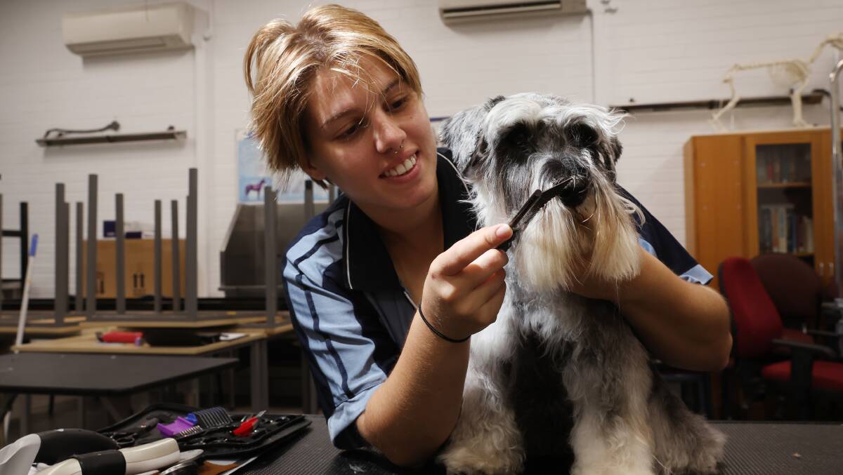 Jennifer Kocovski with Monroe a miniature Schnauzer at TAFE NSW Yallah for an end-of-course pet grooming competition..Picture by Sylvia Liber