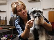 Jennifer Kocovski with Monroe a miniature Schnauzer at TAFE NSW Yallah for an end-of-course pet grooming competition..Picture by Sylvia Liber
