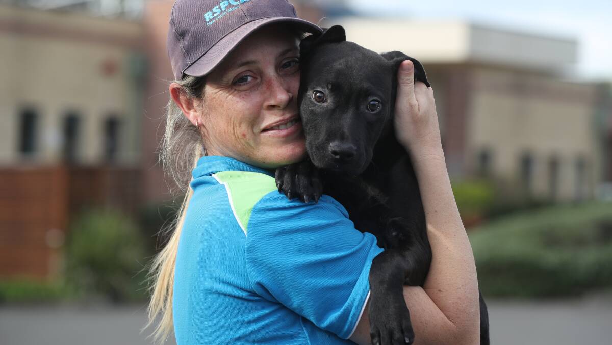 RSPCA Illawarra shelter supervisor Ashley Boje with Nova who is available for adoption at the Unanderra shelter on August 22, 2023. Picture by Robert Peet