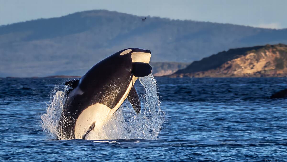 Killer whale leaping in Merimbula. They are the largest dolphin, reaching eight metres in length. Picture by David Rogers Photography. 