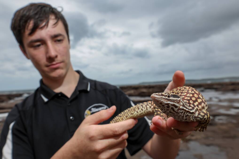 Tom Hicks, from the Illawarra Reptile Society, holds an Ackie monitor lizard. Picture by Adam McLean