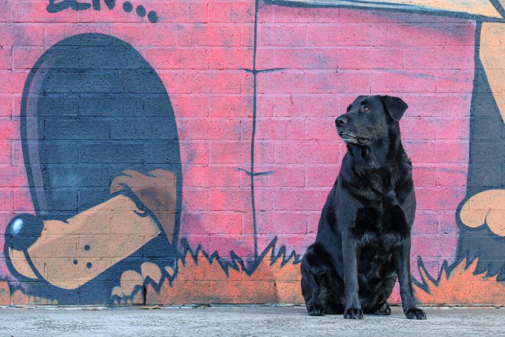 Taco the Black Lab has a home, but if you find a stray Wollongong City Council has a new service. Picture by Adam McLean