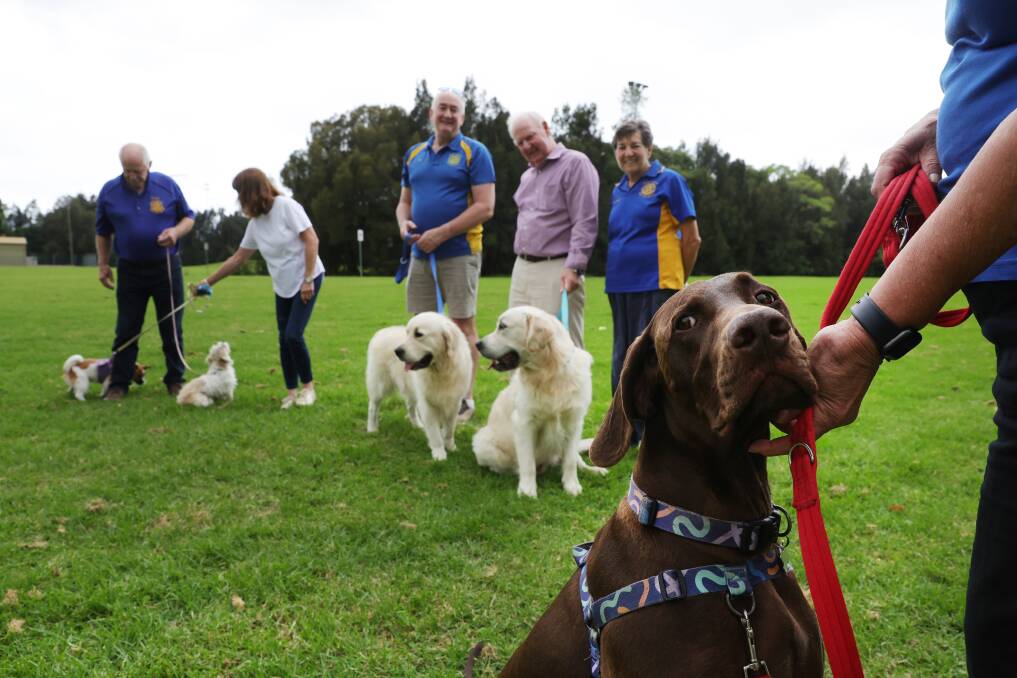 Front: Gus with Marilyn Phillips, Back: (L-R) Dennis Simpson with Milly, Lynne Simpson with Molly, Phil Peckman with Bodhi, David North with Leo and Dianne North, ahead of the upcoming Paws4aCause Dog Show. Picture by Sylvia Liber
