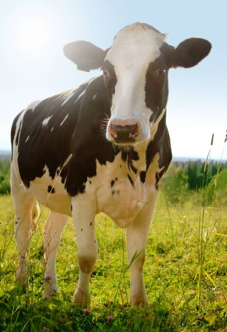 Innovation needed to protect dairy industry