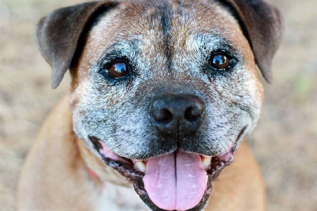 LIFE EXPERIENCE: Older pets can be energetic, playful, patient, wise and incredibly loving.