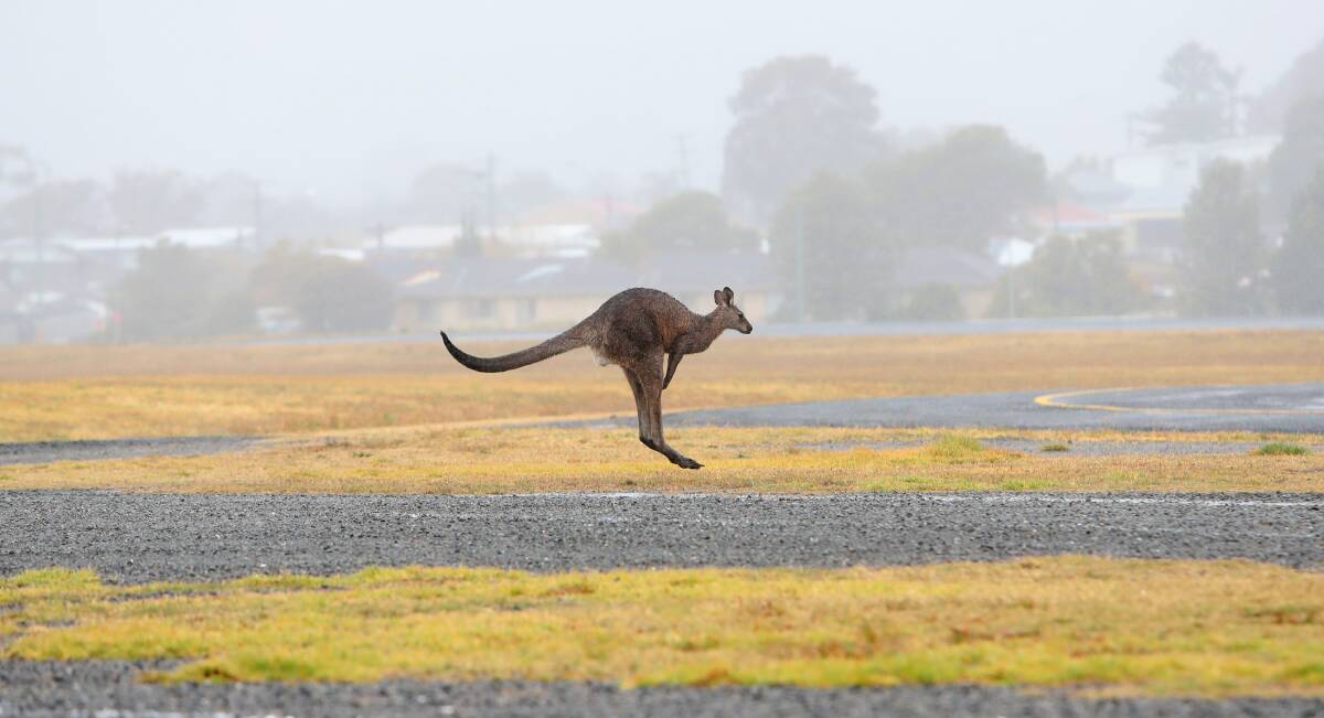 August 24: A kangaroo hops near the tarmac at Albion Park Airport. Picture: Sylvia Liber.