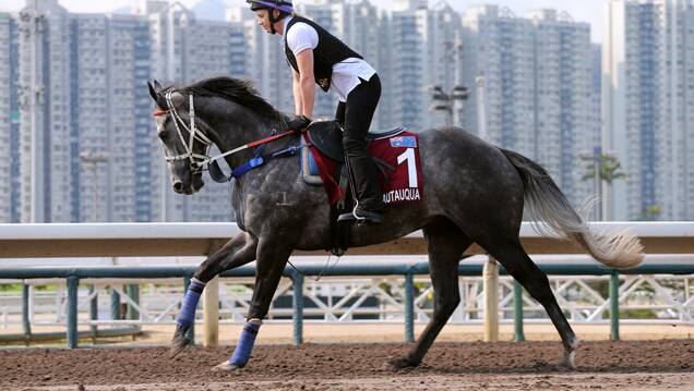 Star: Now retired champion sprinter Chautauqua. His half brother Rouchel steps out for the first time at Scone on Tuesday. Picture: HKJC.