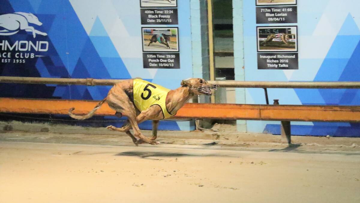 Star power: Feral Franky in full cry in at Richmond Riches series. Picture: GRNSW