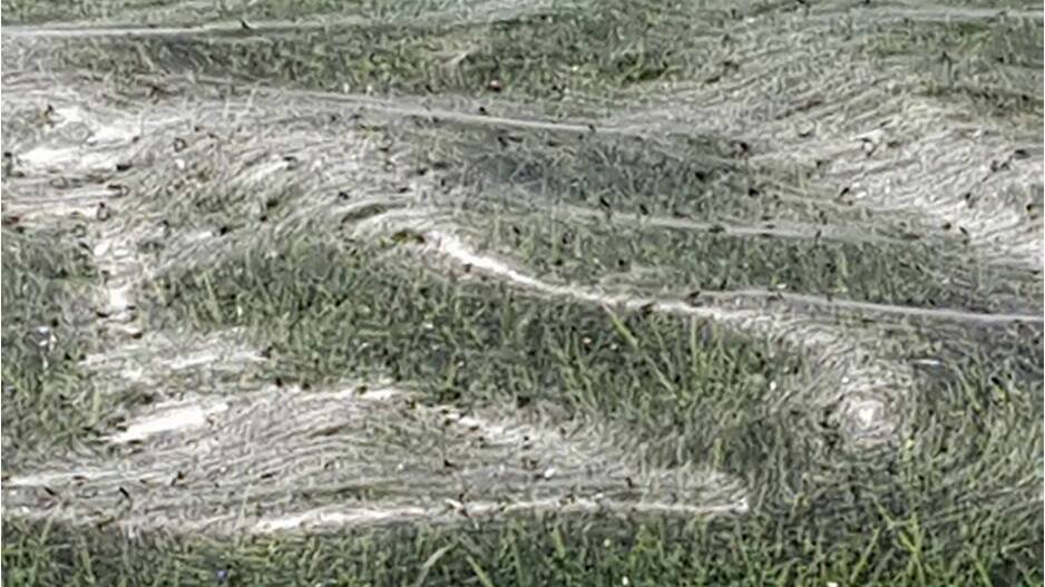 Thousands of spiders in Tauranga, on New Zealand's North Island, have created a 30-metre web.  Photo: Tracey Maris.