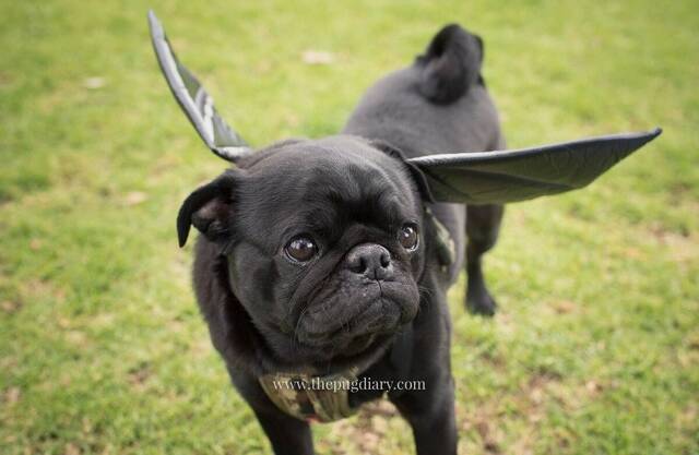 Wollongong dog park to host Pugoween this Sunday