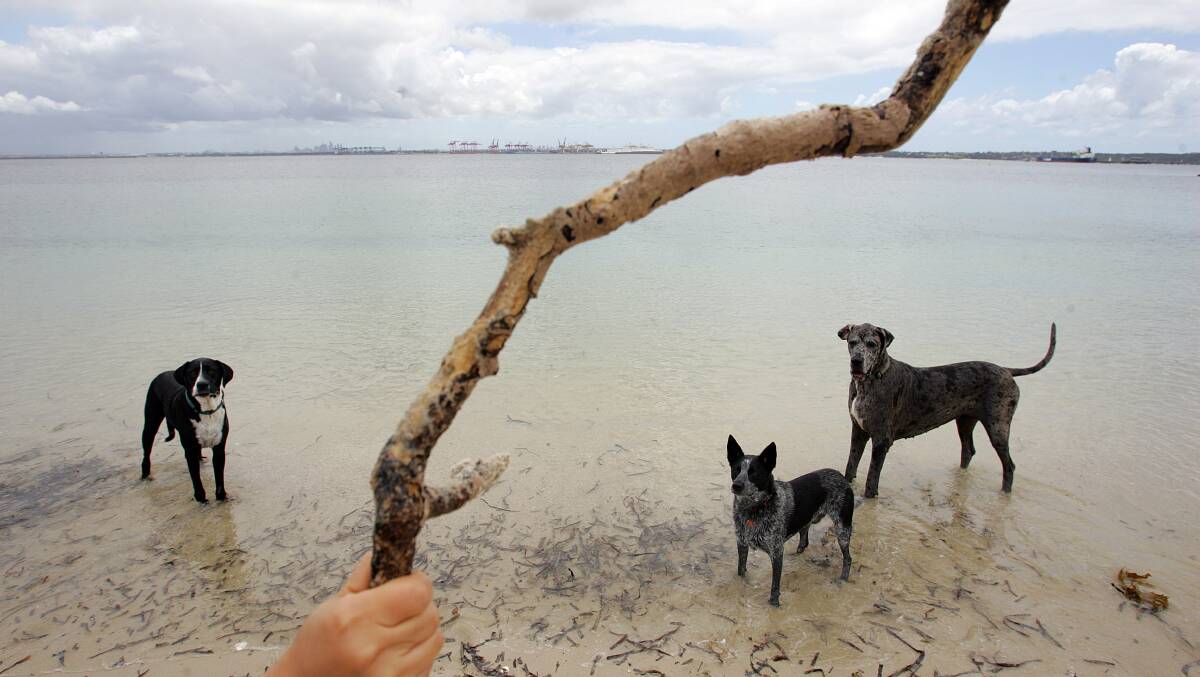 Bonna Point at Kurnell, pictured in 2016, is a popular off-leash area. Picture: JEFF DARMANIN