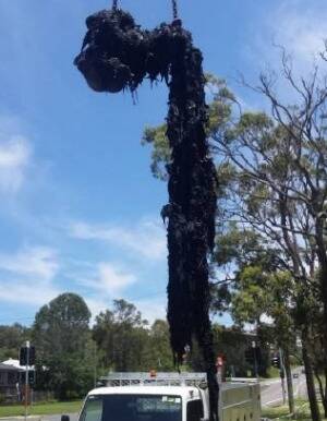 Part of the one-tonne wet wipes cluster removed from sewer pipes at the pumping station in Eleebana. Photo: Hunter Water