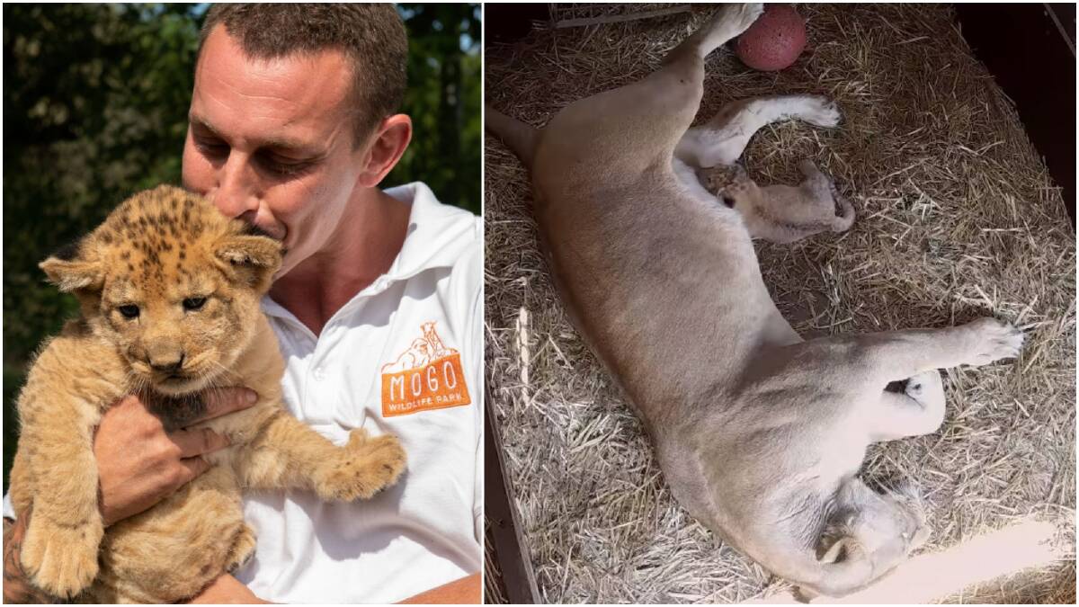 PHOENIX: A fitting name for a cub born in a time of flame. Mogo Wildlife Park's Chad Staples named the new lion cub in honour of the survival spirit of the South Coast during the 2019-2020 bushfires.