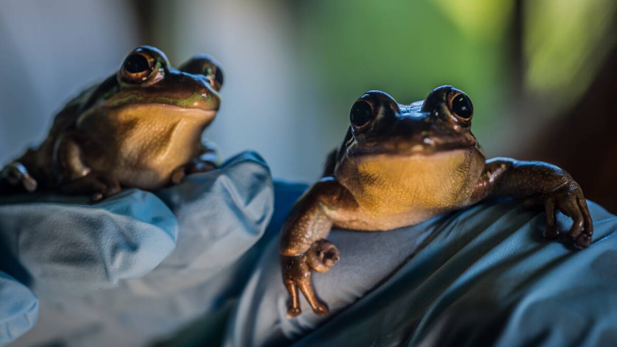 Happy couple (above): Green and golden bell frogs were once found across the southern tablelands.