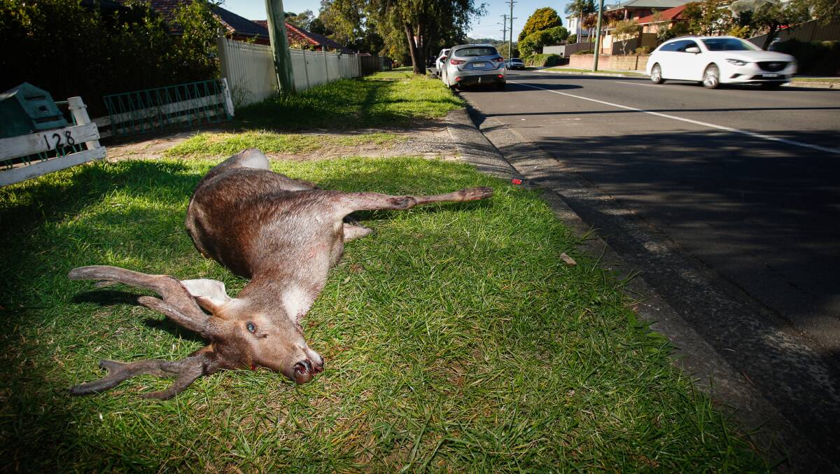 A deer was killed after being hit by a car in Mt Keira. The number of collisions involving deer in the Illawarra is increasing. Picture: Adam McLean
