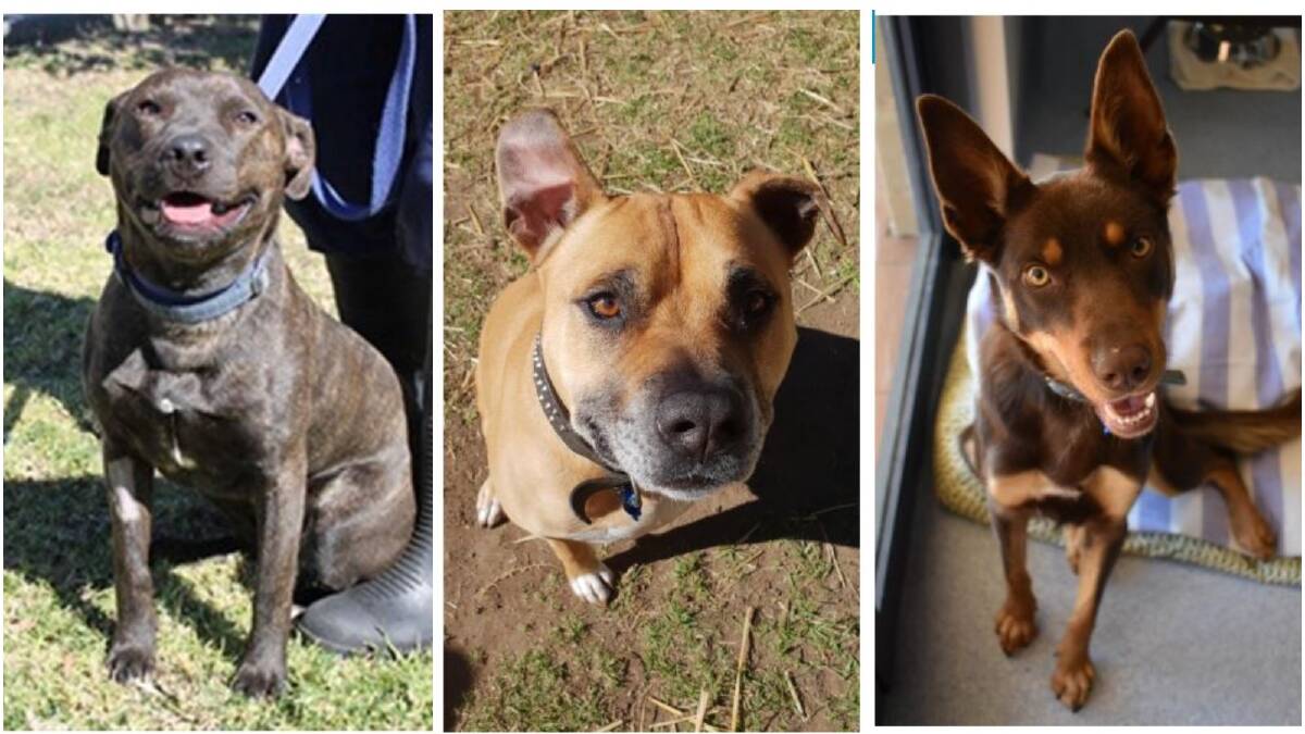 Piglet, Tank and Zephyr are all looking for homes at the Illawarra RSPCA shelter.